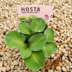 Funkia ( Hosta) ´BLUE MOUSE EARS´ - kont. P11